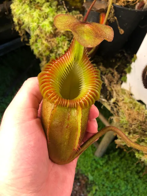 21. Nepenthes villosa