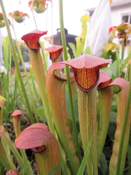 21. Sarracenia rubra x minor, select clone