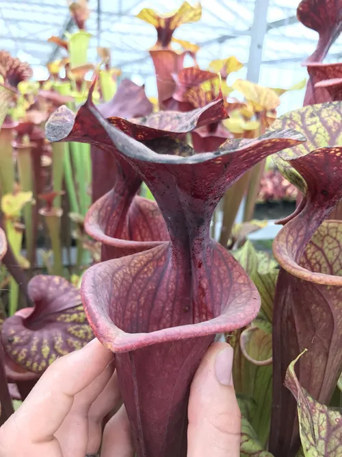 21. There was no label on this S. flava, but as you can see from my hand - it was huge