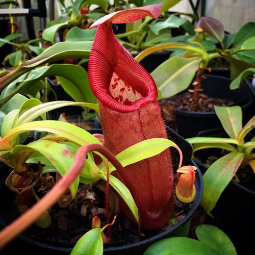 22 Nepenthes robcantleyi x sibuyanensis