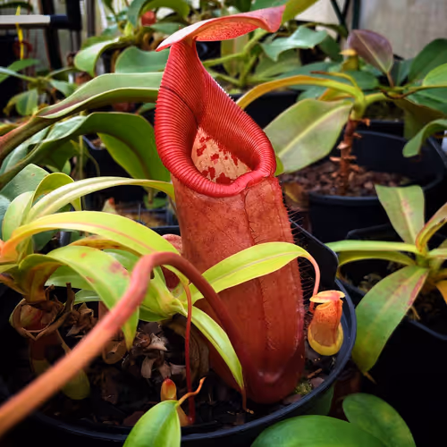22 Nepenthes robcantleyi x sibuyanensis