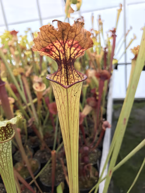 22. A beautiful Sarracenia pitcher beginning to turn brown as Autumn gets closer