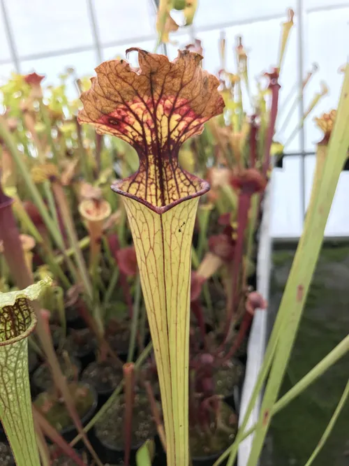 22. A beautiful Sarracenia pitcher beginning to turn brown as Autumn gets closer