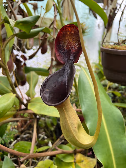 22. An aging upper pitcher on Nepenthes lowii