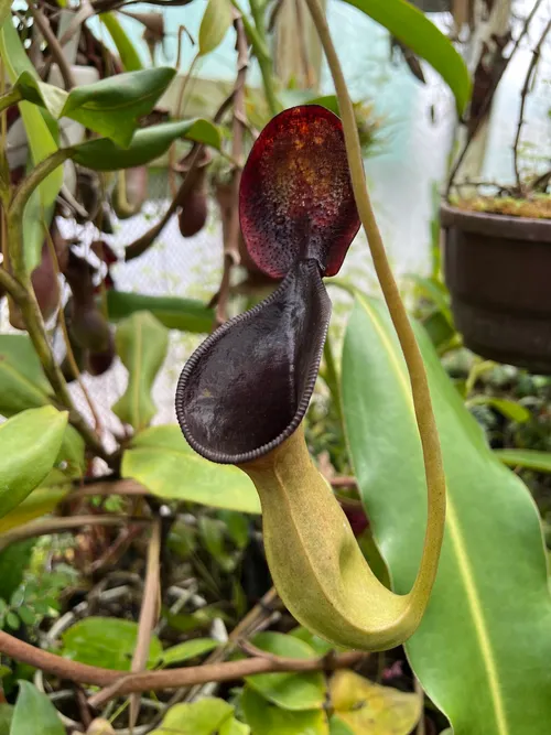 22. An aging upper pitcher on Nepenthes lowii
