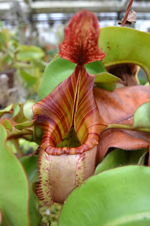 22. Darkening peristome on Nepenthes veitchii.