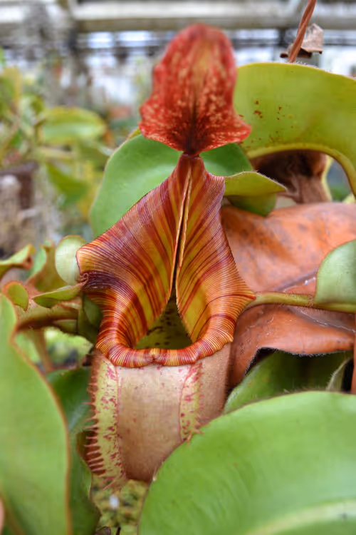 22. Darkening peristome on Nepenthes veitchii