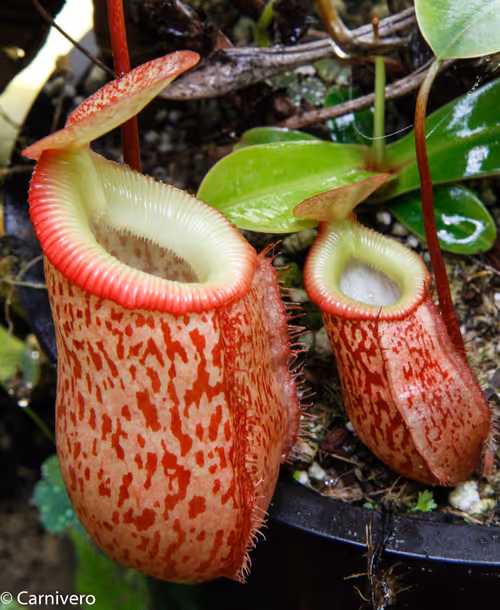 22. Nepenthes (talangensis x sibuyanensis) x (talangensis x hamata)