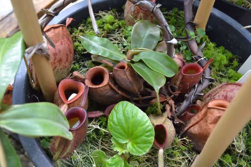 22. Nepenthes ampullaria 'Harlequin'