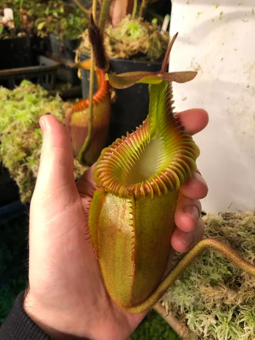 22. Nepenthes villosa