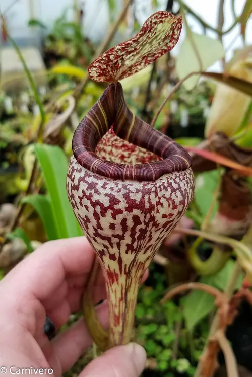 22. Nepenthes vogelii (1 of 2).