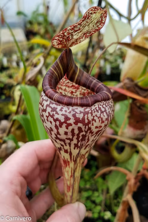 22. Nepenthes vogelii (1 of 2)