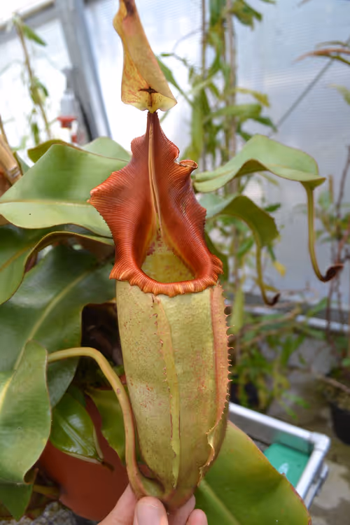 22. One of my favourite species, Nepenthes veitchii. This particular specimen had a bright red peristome and was particularly hairy
