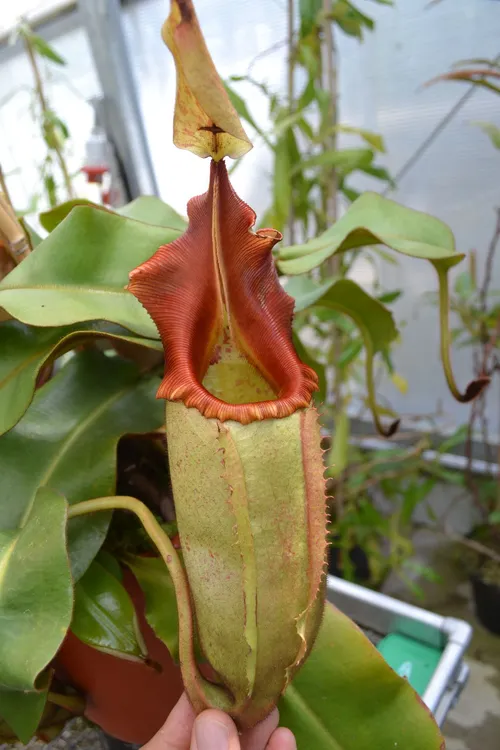 22. One of my favourite species, Nepenthes veitchii. This particular specimen had a bright red peristome and was particularly hairy