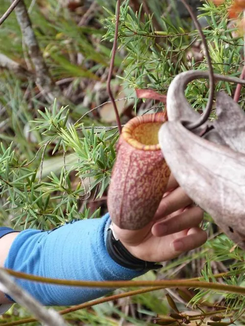 22. Possible upper pitcher in-situ. Note the reduced wings and possible rearward tendril attachment.