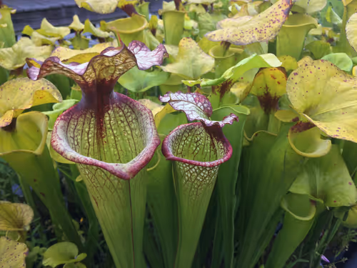 22. Sarracenia Leah Wilkerson