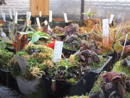 22. Various genera in the highland shed