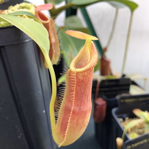 23 Nepenthes spathulata x edwardsiana