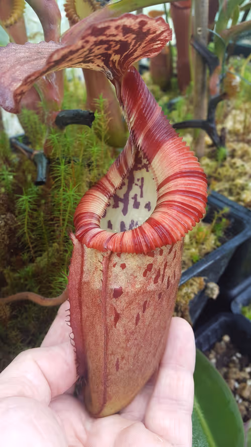 23. Nepenthes burbidgeae x edwardsiana