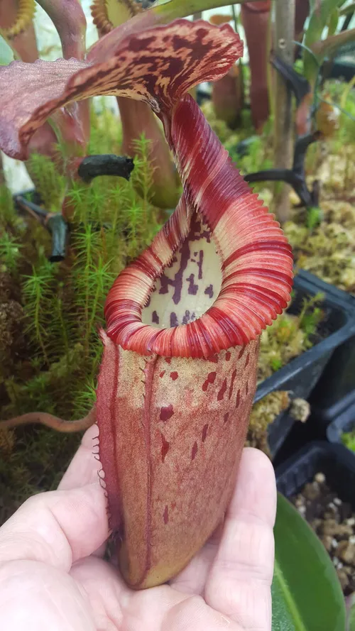 23. Nepenthes burbidgeae x edwardsiana