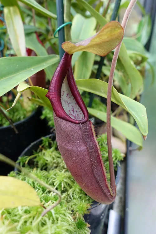 23. Nepenthes carunculata