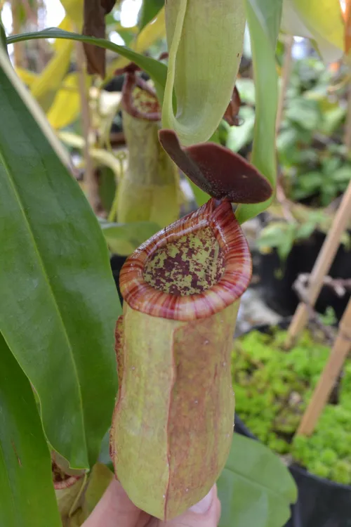 23. Nepenthes kampotiana. Chester Zoo has previously sent cuttings of this species back to Thailand to help with a re-population project
