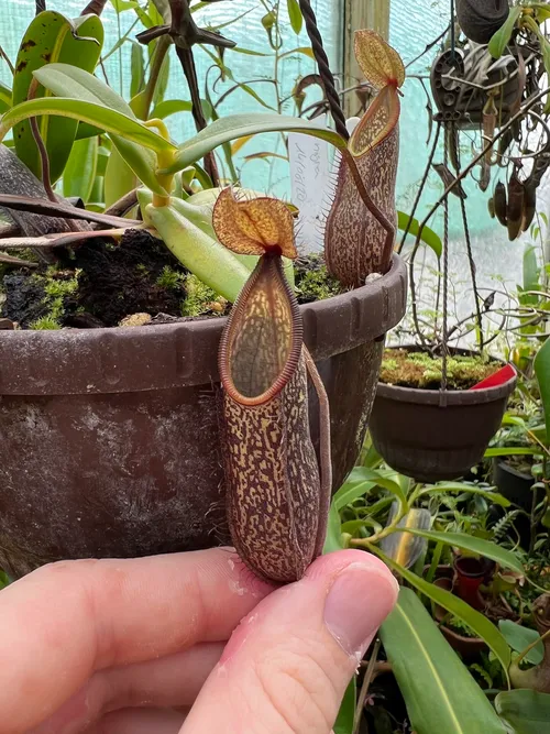 23. Nepenthes nigra.