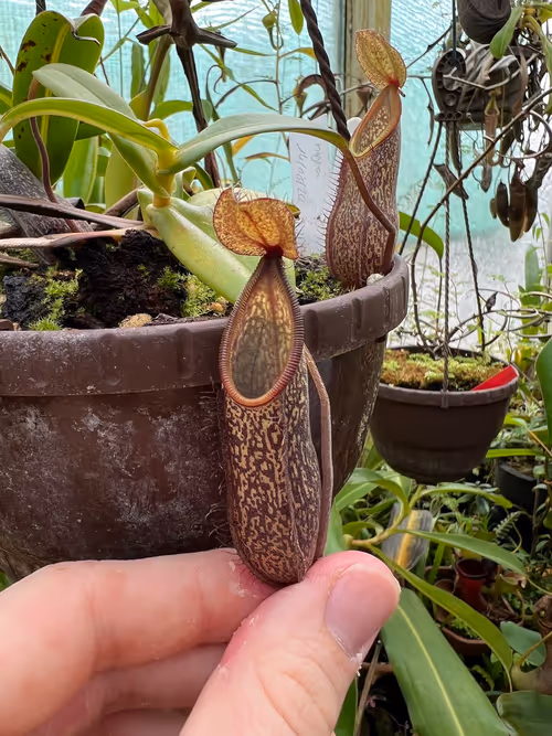 23. Nepenthes nigra