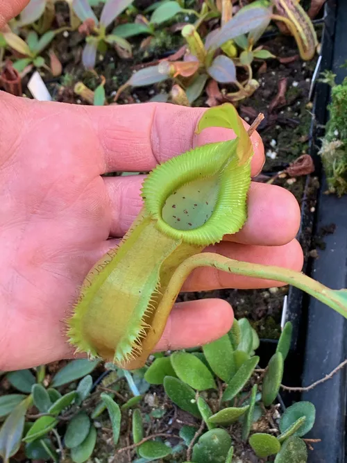 23. Nepenthes spathulata x edwardsiana, an interesting cross