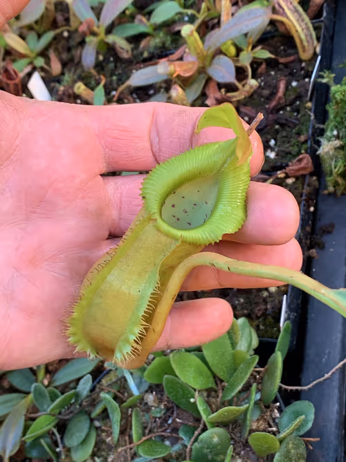 23. Nepenthes spathulata x edwardsiana, an interesting cross