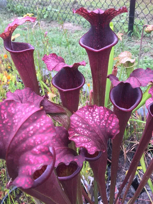 23. Sarracenia plum, a Meadowview cultivar