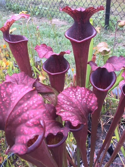 23. Sarracenia plum, a Meadowview cultivar