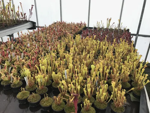 23. Sarracenia seedlings and young plants.