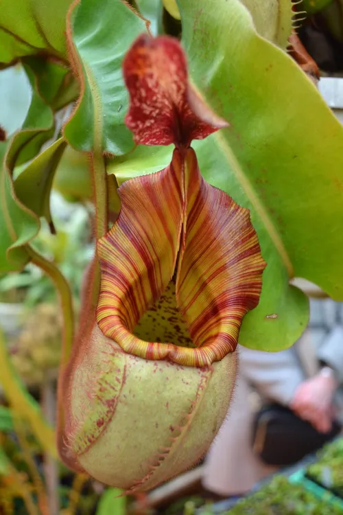 23. The fuzzy hair which covers the entire pitcher body was particularly evident here