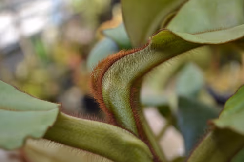 23. The whole plant was covered in thick bristly hair
