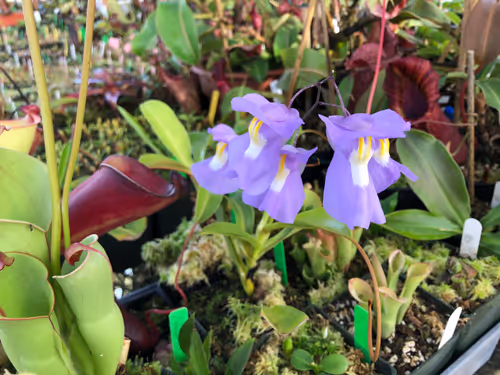 23. Utricularia humboltii x alpina