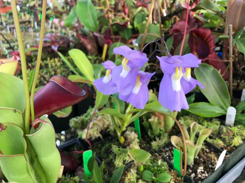 23. Utricularia humboltii x alpina