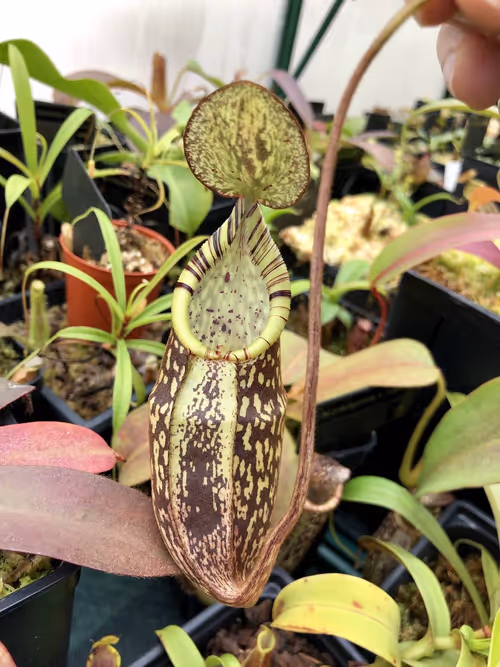 24 Nepenthes spectabilis 'giant'