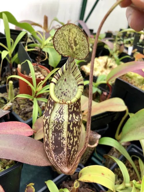 24 Nepenthes spectabilis "giant"