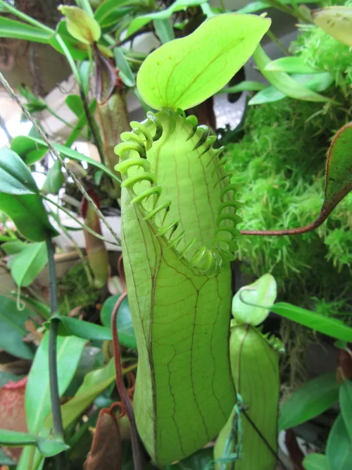 24. An upper pitcher on Richards Nepenthes hamata