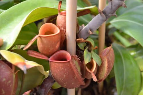 24. Nepenthes ampullaria 'Cantleys Red'