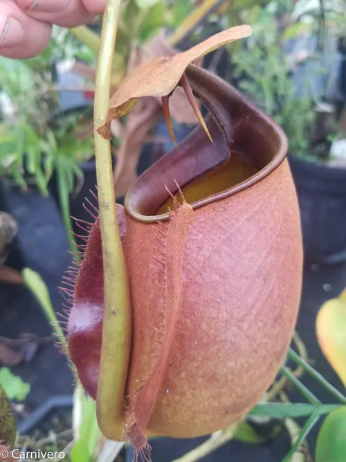 24. Nepenthes bicalcarata Giant.