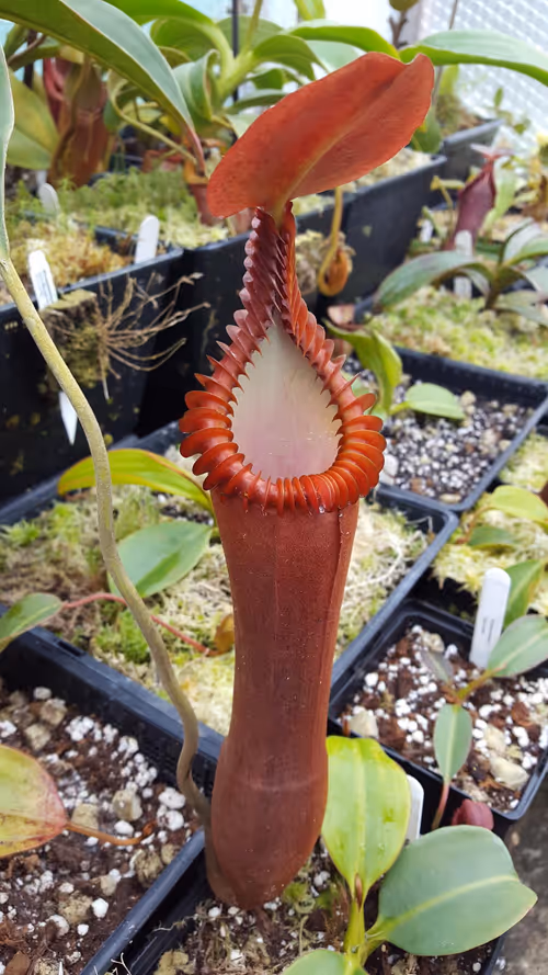 24. Nepenthes edwardsiana