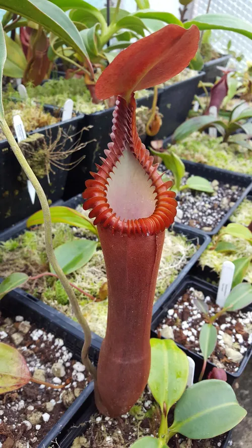 24. Nepenthes edwardsiana