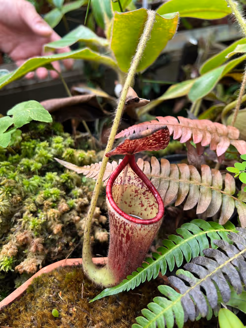 24. Nepenthes glandulifera, known for producing extremely tolerant hybrids like N. glandulifera x veitchii
