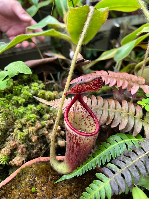 24. Nepenthes glandulifera, known for producing extremely tolerant hybrids like N. glandulifera x veitchii