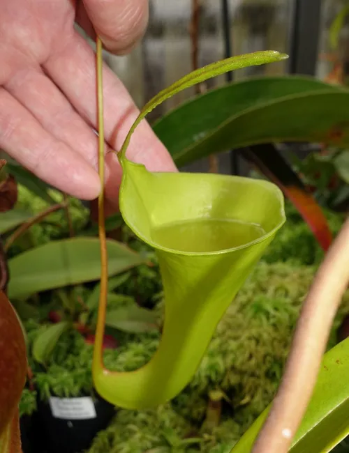 24. Nepenthes inermis