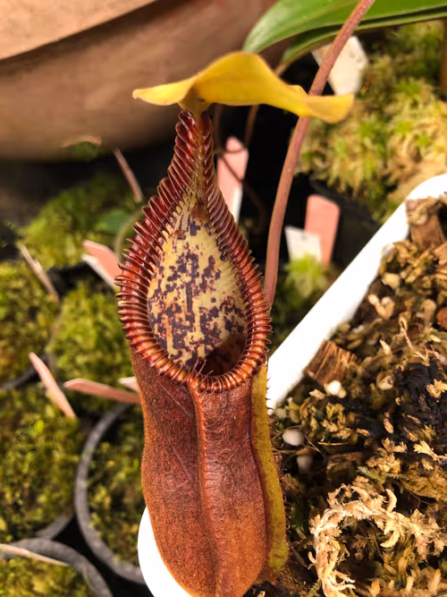 24. Nepenthes singalana x 'Red Hairy Hamata', lower pitcher