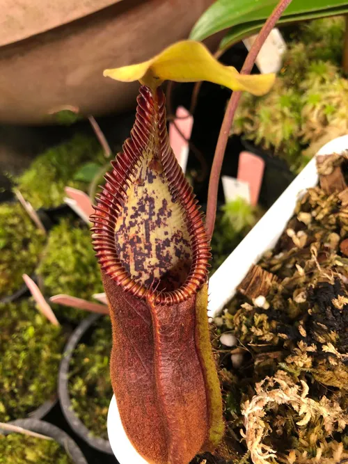 24. Nepenthes singalana x 'Red Hairy Hamata', lower pitcher