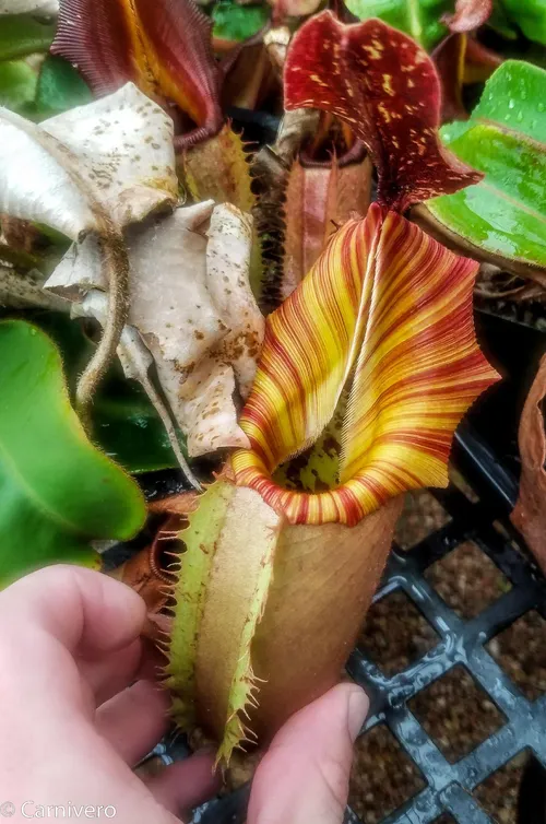 24. Nepenthes veitchii "Drew McClain", female.